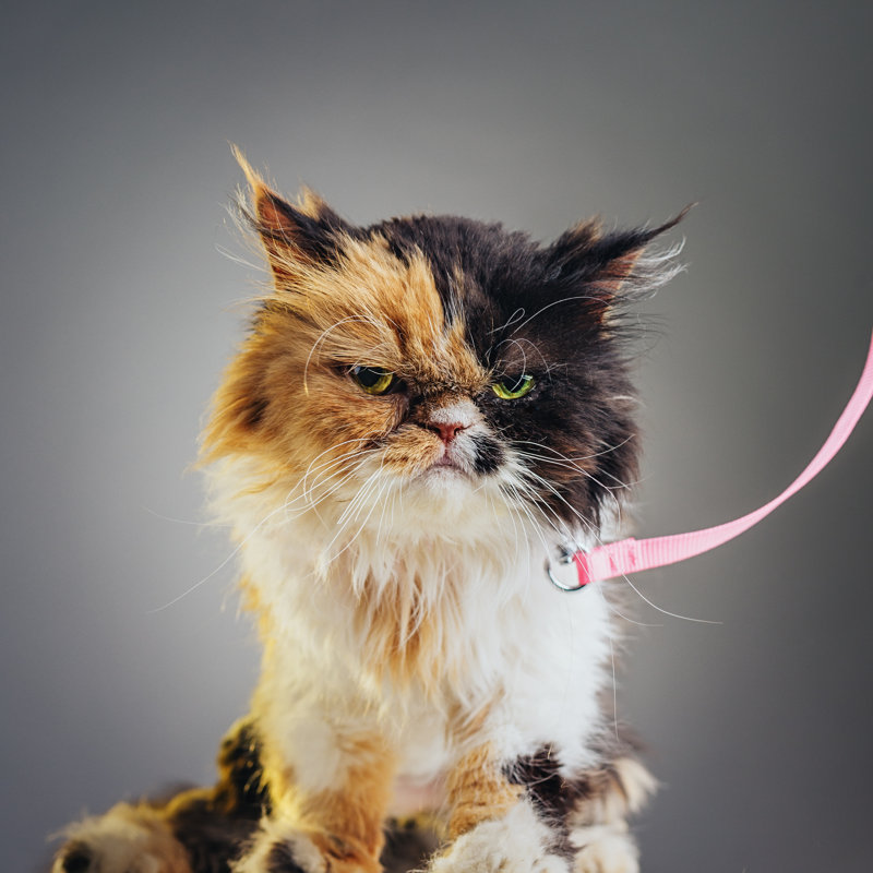 Portrait carré d'un chat persan avec une laisse rose par Sensorspot, H 36 po x l 36 po