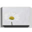 White Daisy - Wrapped Canvas-19096060