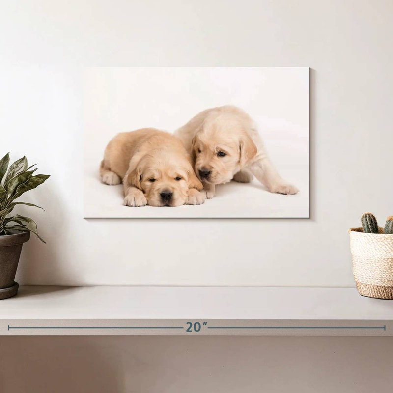 Brampt Golden Retriever de Brampt, H 8 po x l 12 po
