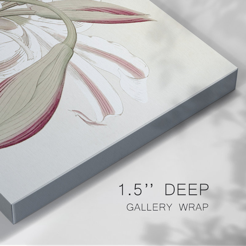 Amaryllis Varietals II-Gallery, toile tendue, H 32 po x l 48 po
