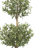 Olive Double Topiary Tree