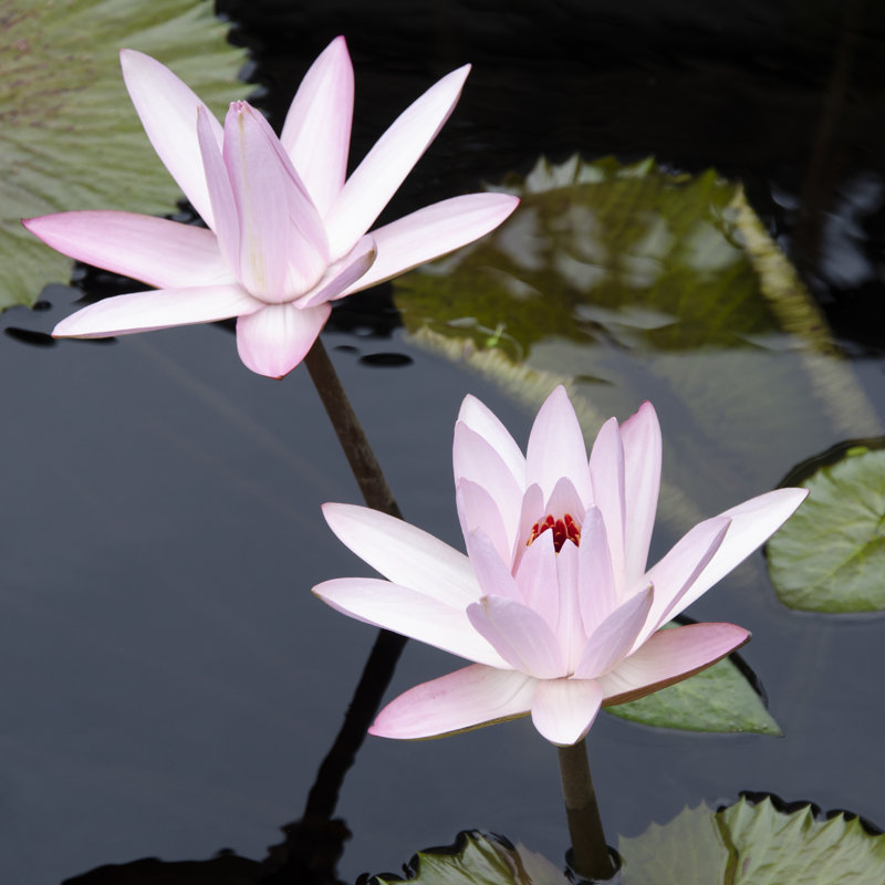 Fleurs de nénuphar III, H 12 po x l 12 po