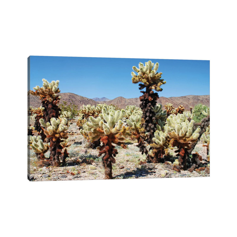 Cholla Cactus by Brian Wolf - Wrapped Canvas Print, 30.48cm H x 45.72cm W x 1.91cm D