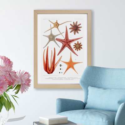 Selection of Starfish by Albert I - Framed Print