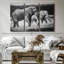 «Grazing Kenyan Elephants» sur-306870060