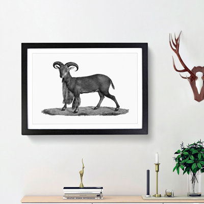 Goat Illustration - Picture Frame Drawing Print