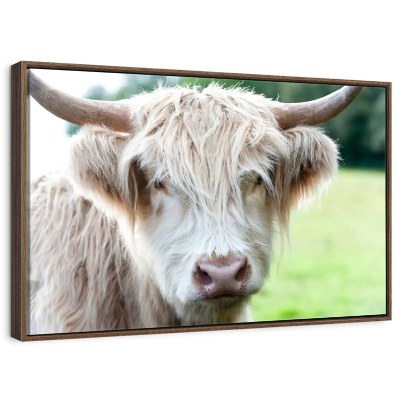 Glasgow Highland Cow, Cadre flottant noyer, 40 po x 27 po