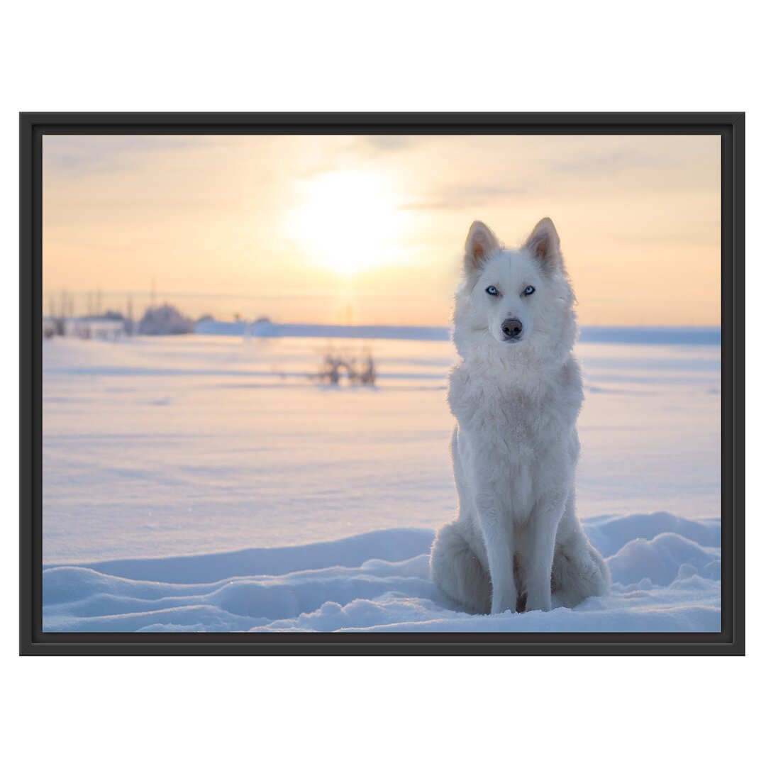 Gerahmtes Wandbild WeiÃŸer Wolf im Schnee