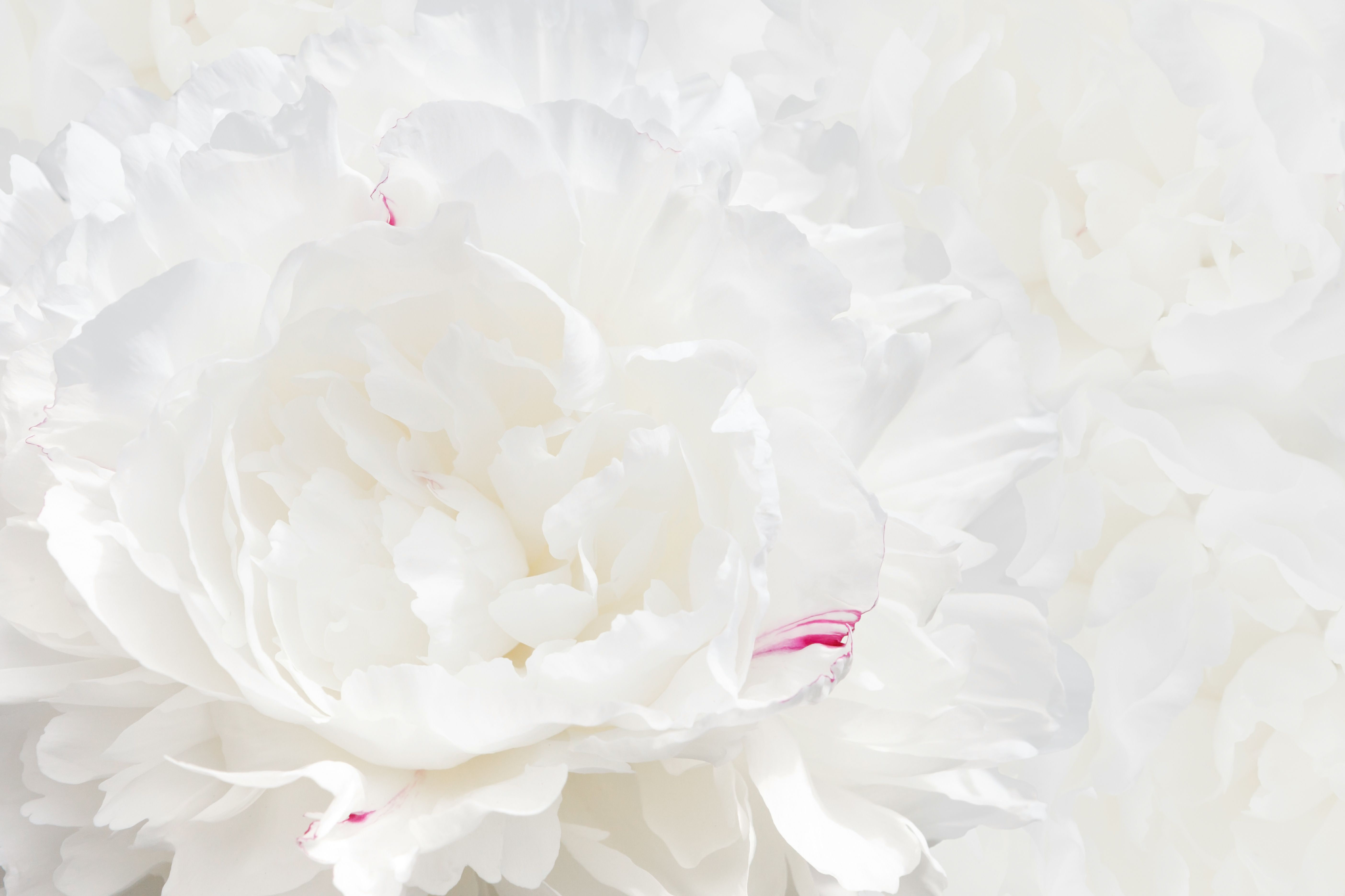 Ebern Designs White Peony by - Wrapped Canvas Photograph | Wayfair