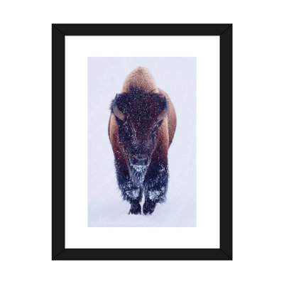 «Bison In Snow» - reproduction