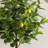 51" Artificial Green and Yellow Real Touch Lemon Tree