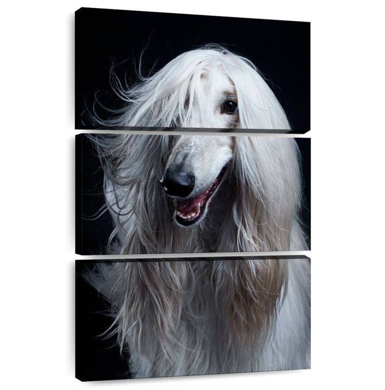 Brampt Long Haired Afghan Hound, 32" H x 20" W
