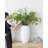 Fern Arrangement