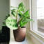 Live Green Prayer Plant in Classic Pot-83156958