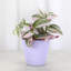 Live Tradescantia Nanouk Plant-2073886004