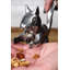 RSVP International Nutty Squirrel Nutcracker