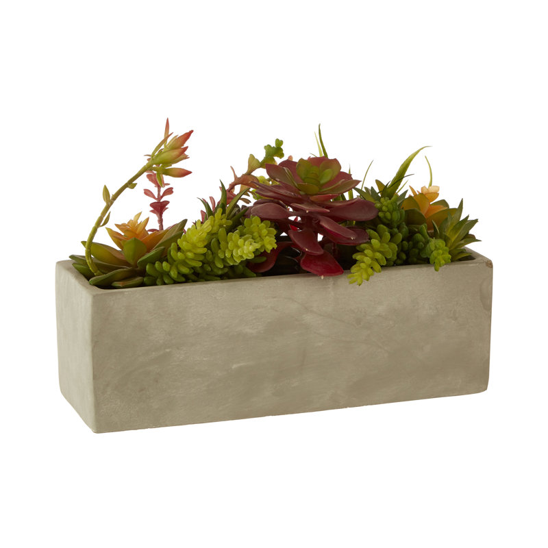 Sydnee 19cm Succulent in Cement Planter