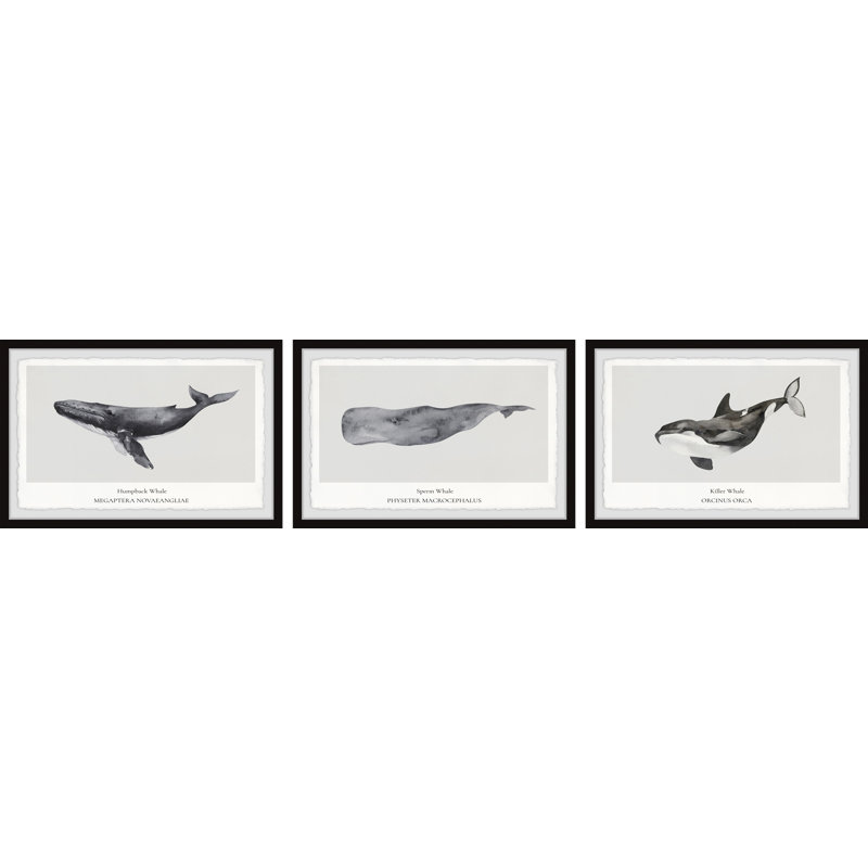 Topsham Sperm And Killer Whale by Marmont Hill - 3 Piece Single Picture Frame Painting Set, 38cm H x 45cm W x 3.81cm D