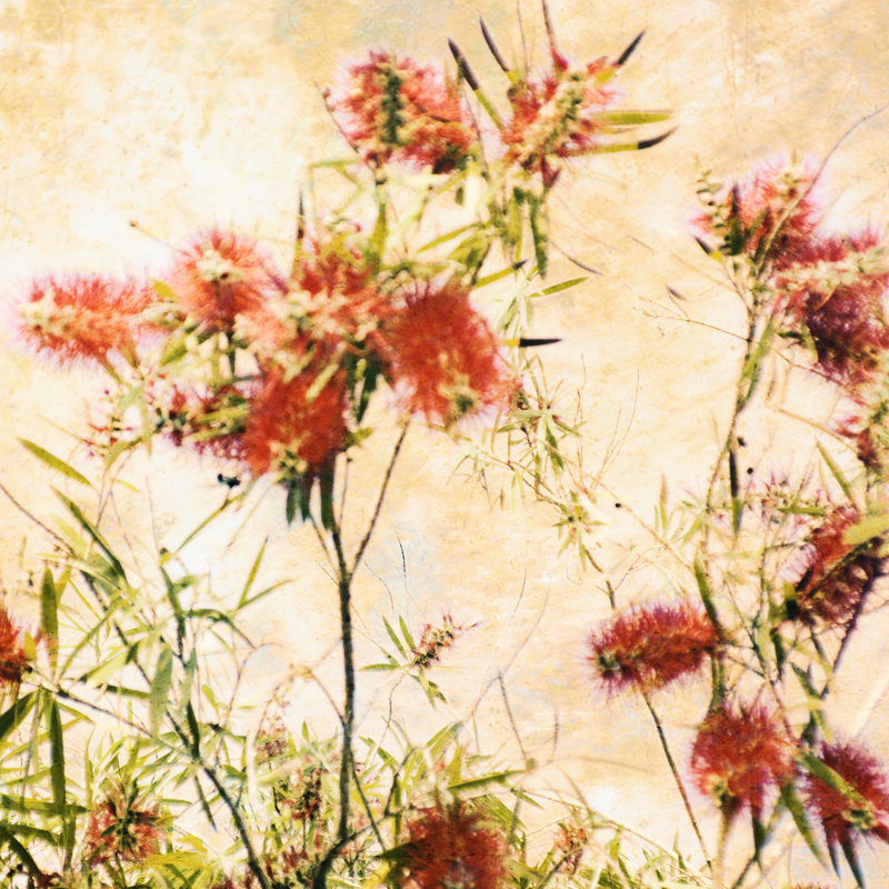 Bottle Brush II - Wrapped Canvas Print, 30cm H x 30cm W