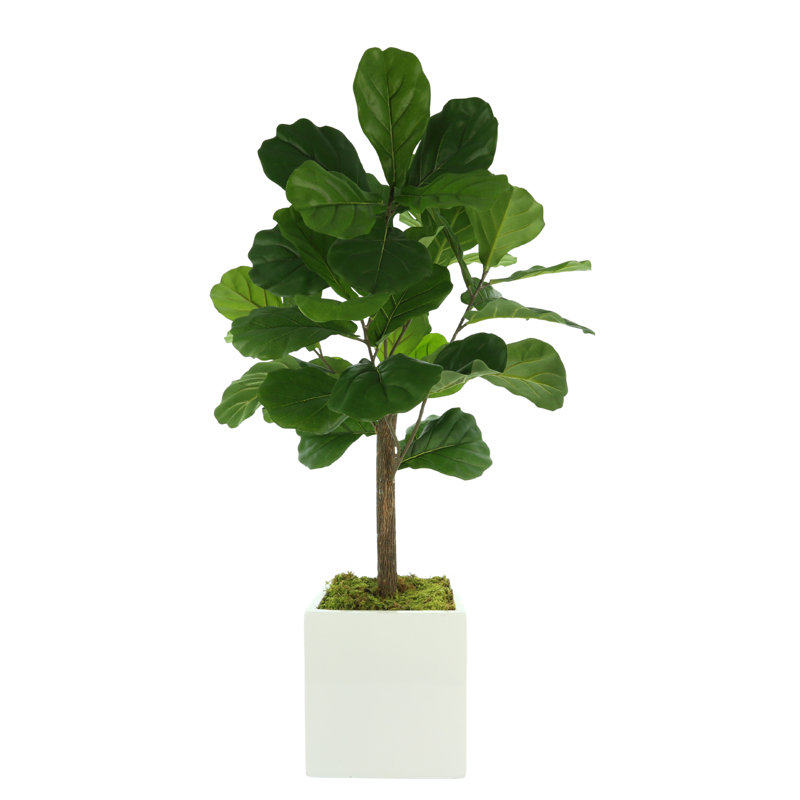 3.5' Fiddle Leaf Fig Tree, 42'' H x 24'' W x 24'' D