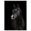 «Black Horse in Darkness», reproduction de photo sur toile tendue-29496062