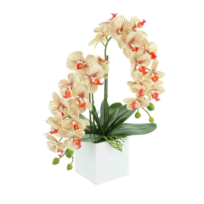 Orchid Arrangement in Square Fiberstone Pot, Brown/Beige/Orange