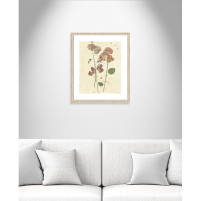 Gawlas Pressed Sweetpea' Framed Graphic Art Print
