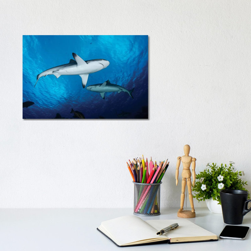 Reef Sharks, Yap, Micronesia by Andreas Schumacher - Wrapped Canvas Print, 20.32 cm H x 30.48 cm W