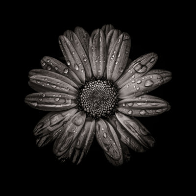 Black And White Daisy IV by Brian Carson - Wrapped Canvas Art Prints