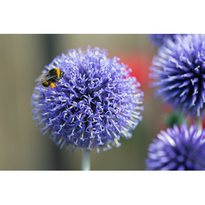 Honeybee - Wrapped Canvas Print