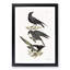 Raven, Crow and Magpie by J.E. De Kay - Framed Print-55616422-55616426