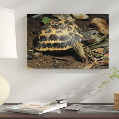 " Spider Tortoise Critically Endangered Species Native to Madagascar " Print
