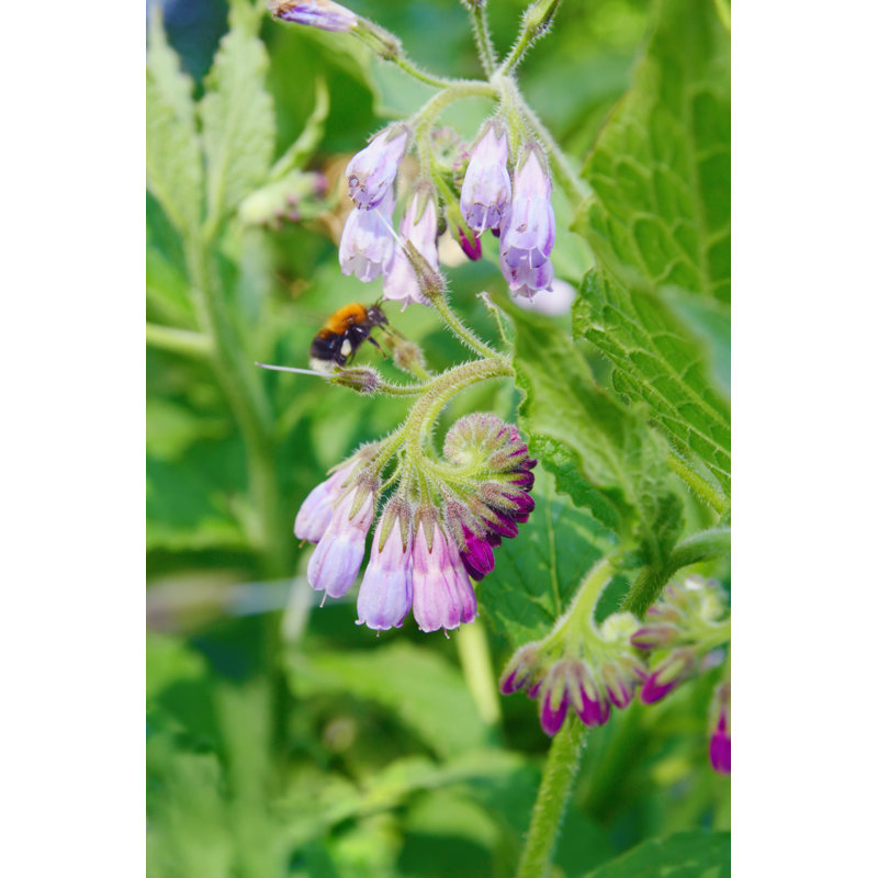 Bee - Wrapped Canvas Print, 30cm H x 20cm W x 3.8cm D
