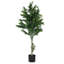Primrue olive en pot