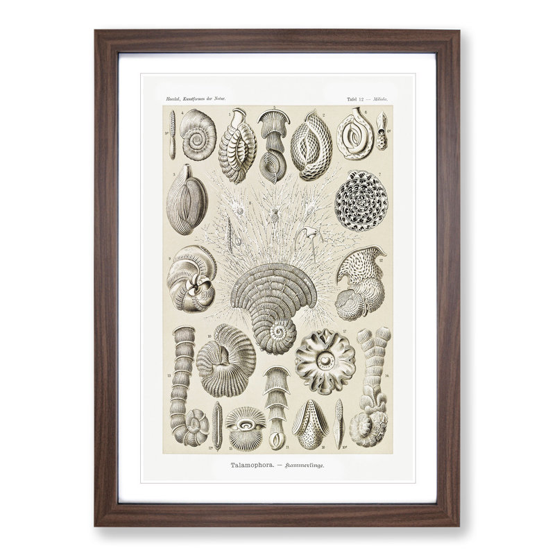 Study of Shells by Ernst Haeckel - Picture Frame Graphic Art, Walnut Framed, 65cm H x 48cm W x 2cm D