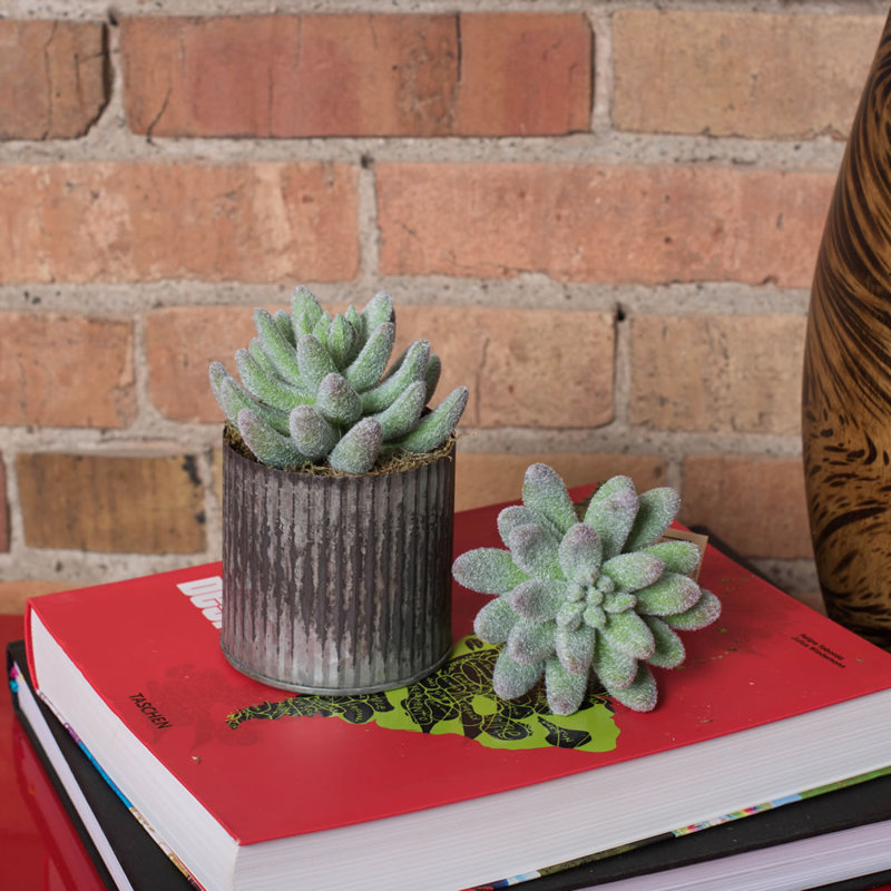 Branche 6 po Crassula