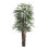 7' Lady Palm in Black Nursery Pot