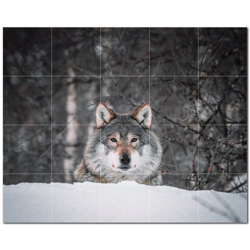 Photo de loup 6 x 6