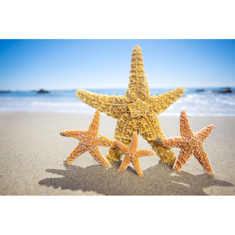 Star Fish Family by LPETTET - Wrapped Canvas Print, 61cm H x 91cm W x 3.8cm D