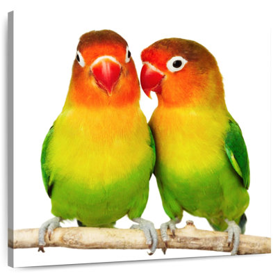 Crowle Lovebirds