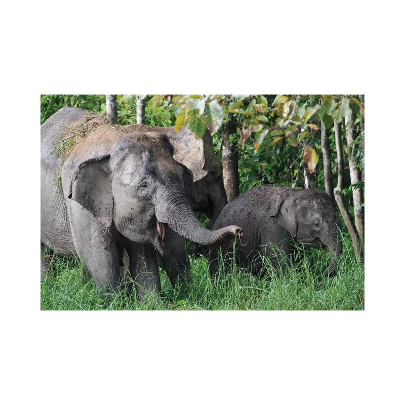 Asian Elephant Mother And Baby, Saba, Malaysia by Hiroya Minakuchi - Wrapped Canvas Print