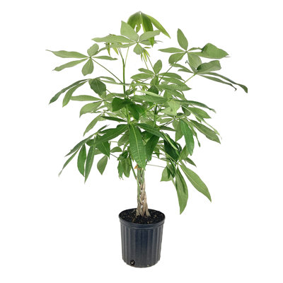 Money Tree Braid - Live Plant in an 10 Inch Growers Pot - Pachira Aquatica - Low Maintenance Pet Friendly Indoor Houseplant
