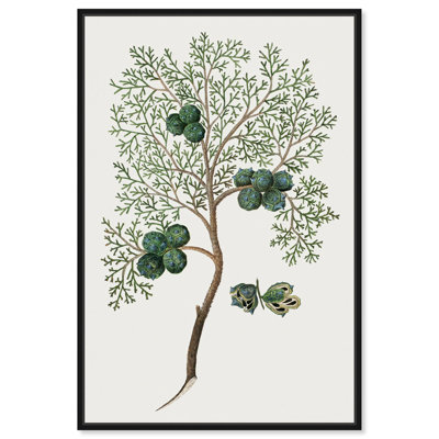 Mountain Cypress Canvas Botanical Prints by Art Remedy