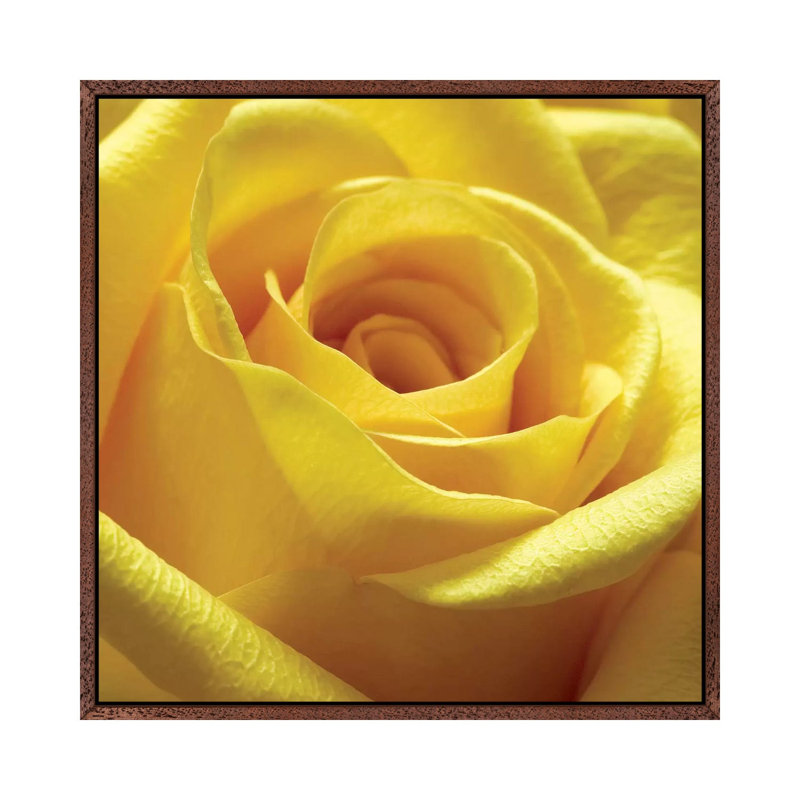 Yellow Rose by PhotoINC Studio - Wrapped Canvas Gallery-Wrapped Canvas Giclée, 93.98 cm H x 93.98 cm W
