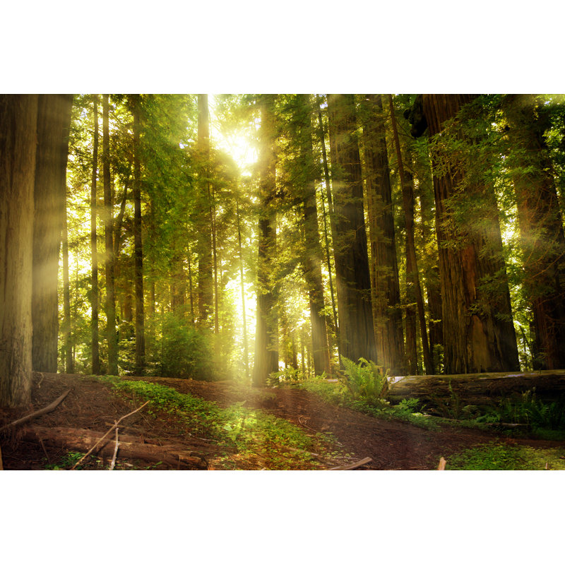 Forest by Crisserbug, 20" H x 30" W