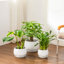 TYHPOT Ceramic Pot Planter-141006032
