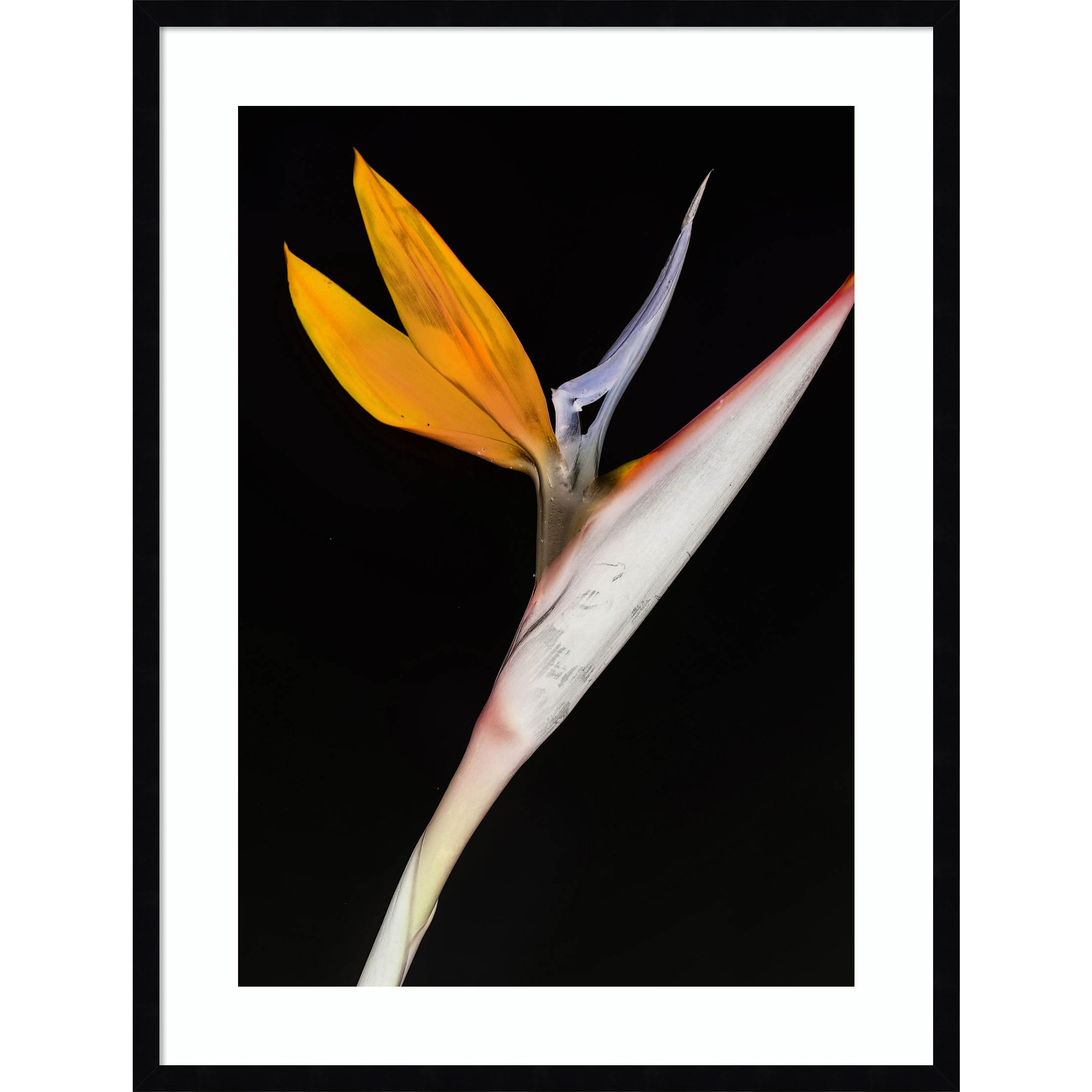 Bird of Paradise by Shot by Clint Wood Framed Wall Art Print, 33" H x 25" W, Black