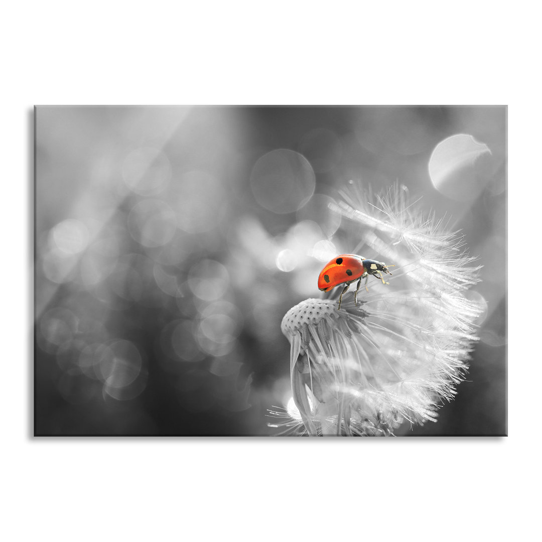 Ungerahmtes Foto auf Glas "Ladybird on Dandelion"