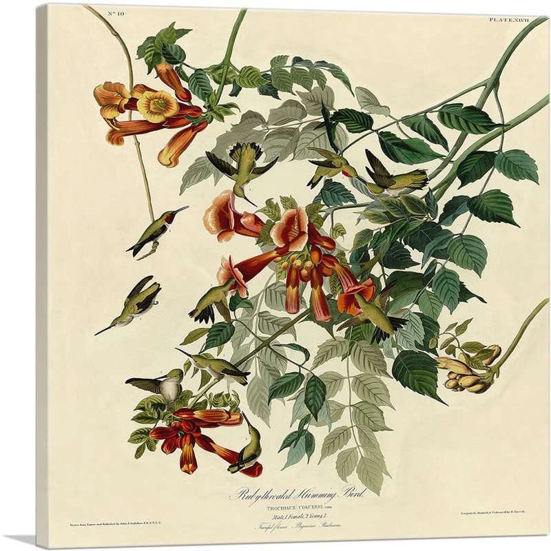 «Colibri à gorge rubis» par James Audubon, reproduction d'art sur toile tendue, H 26 po x l 26 po x P 0,75 po