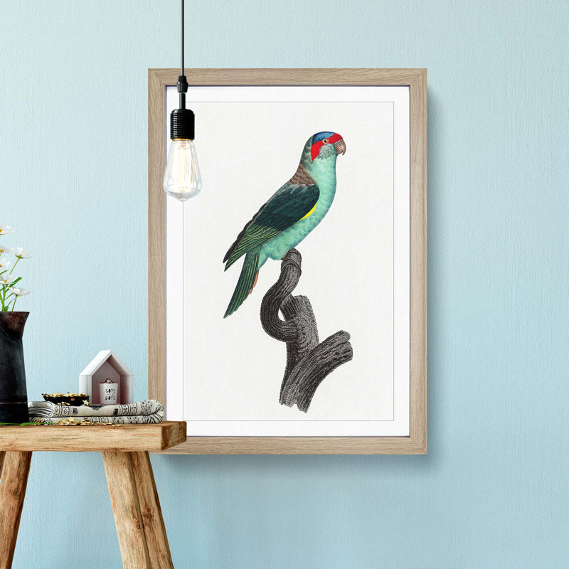 A Musk Lorikeet by F. Levaillant - Framed Print, 45cm H x 33cm W x 2cm D, Oak Framed